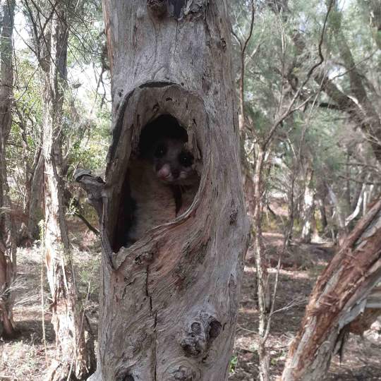 Brush tail possum in hollow