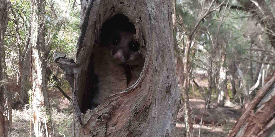 Brush tail possum in hollow