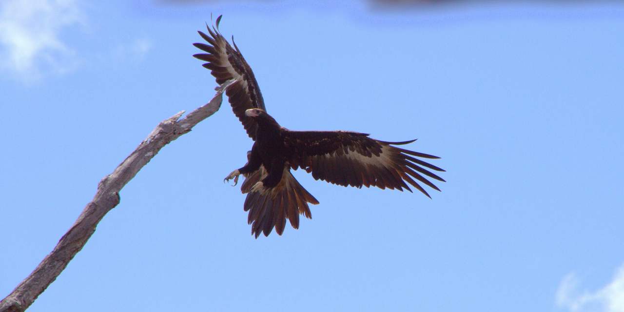 Wedge tailed eagle coming in to land photo by Simon Cherriman