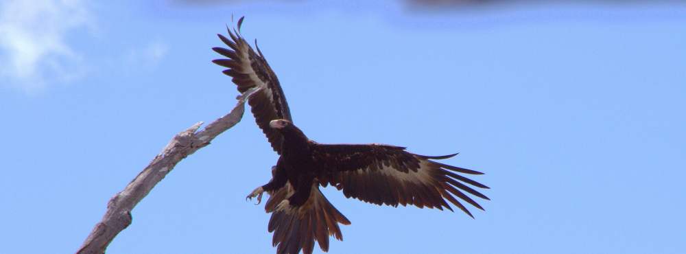 Wedge tailed eagle coming in to land photo by Simon Cherriman