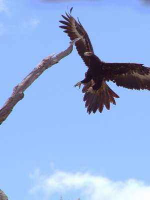 Wedge tailed eagle coming in to land photo by Simon Cherriman