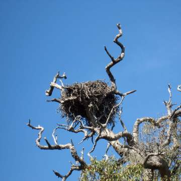 Wedgies nest web