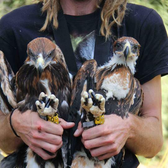 Eaglets after banding 2018 photo by Simon Cherriman web