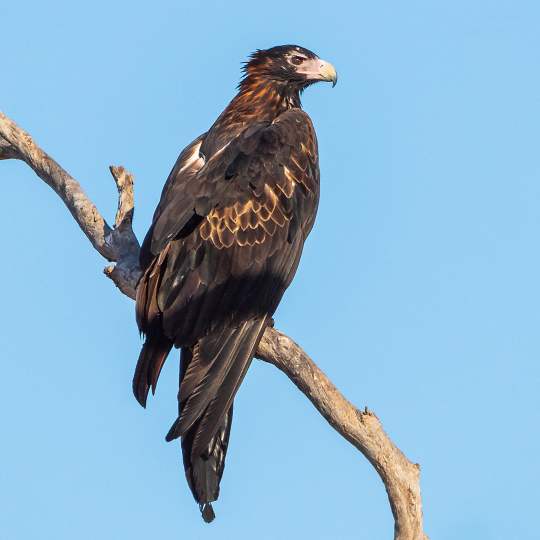 Wedge tailed eagle perched photo credit Peter Cadman WEB