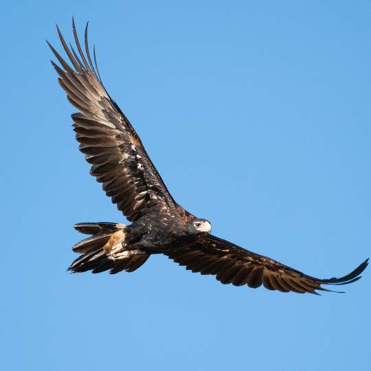 Wedge tailed eagle soaring photo credit Peter Cadman WEB