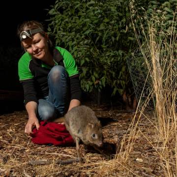 Woodland Reserve WP monitoring release 08