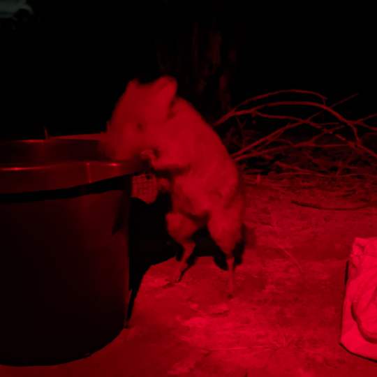 Woylie raiding peanuts bucket photo by Andrew Greenley