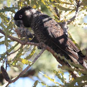A male Carnabys black cockatoo eating