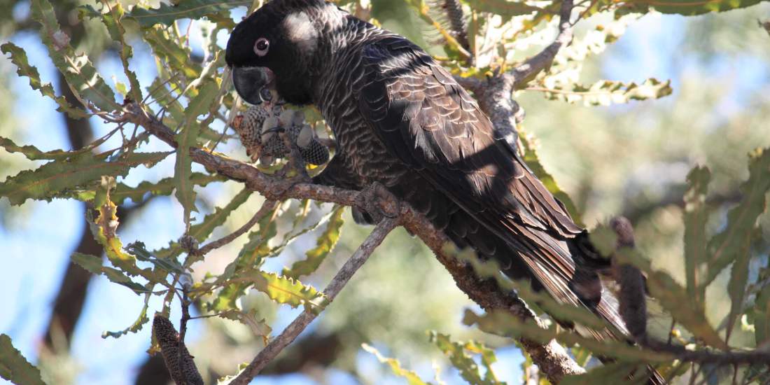 A male Carnabys black cockatoo eating