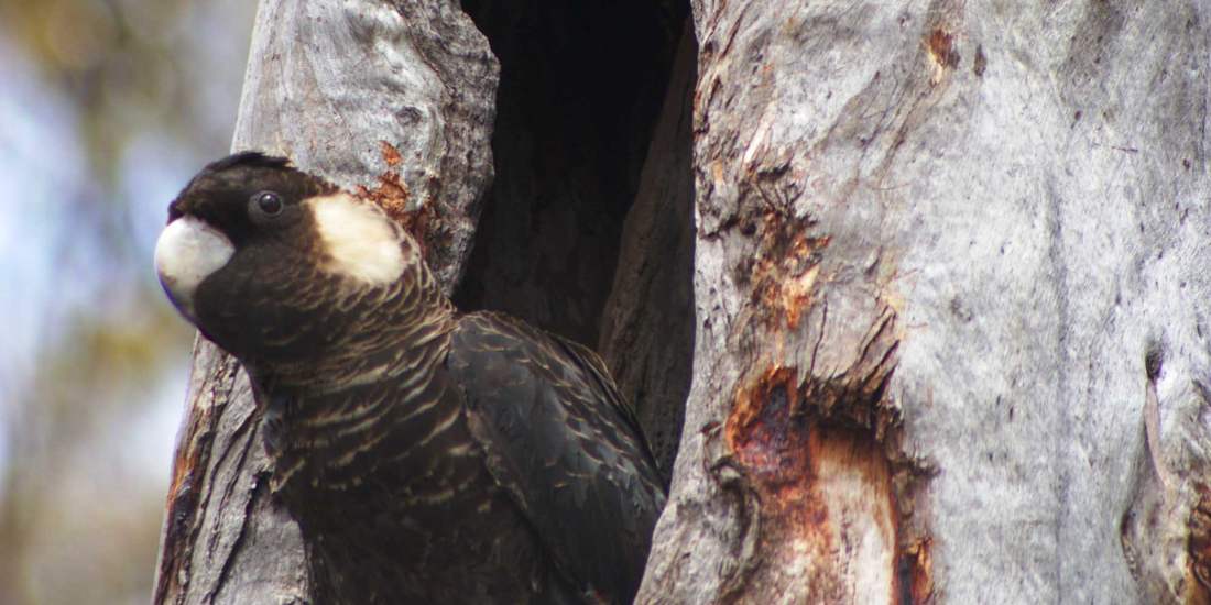 Carnabys Cockatoo female in hollow taken by Raana Scott