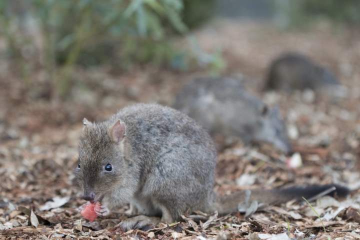 Fauna - Woylie - Woodland Reserve - woylie and quenda - photo by Houndstooth Studio