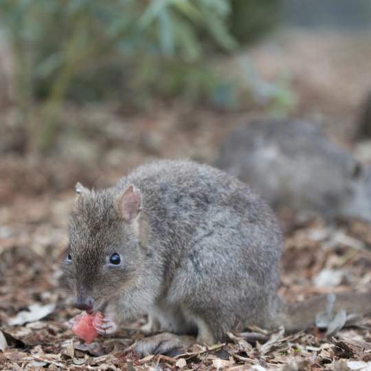 Fauna - Woylie - Woodland Reserve - woylie and quenda - photo by Houndstooth Studio