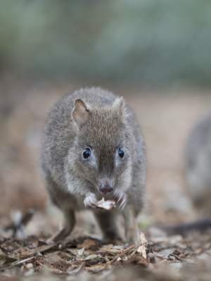 Fauna - Woylies - Woodland Reserve - photo by Houndstooth Studio