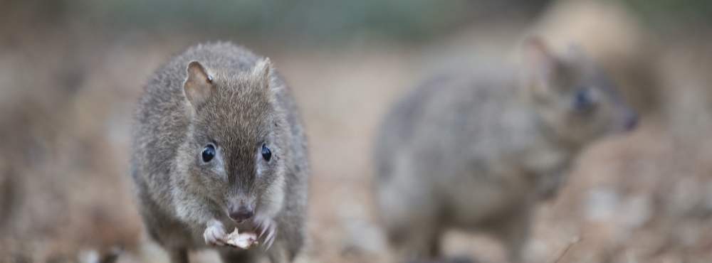 Fauna - Woylies - Woodland Reserve - photo by Houndstooth Studio