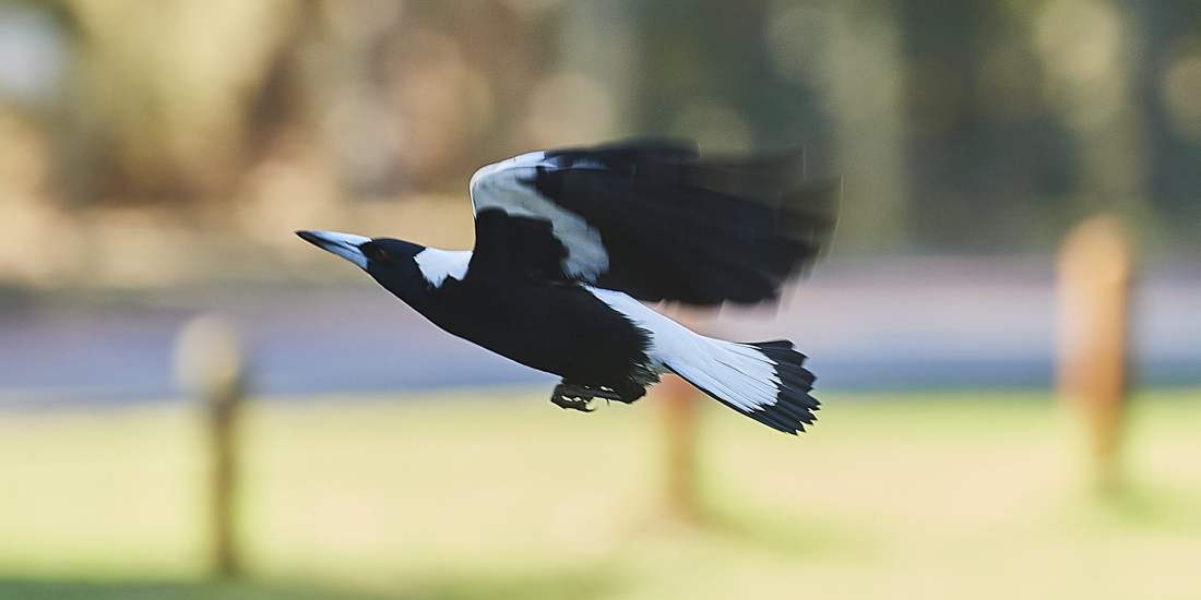 Fauna Aves Australian magpie in flight WEB