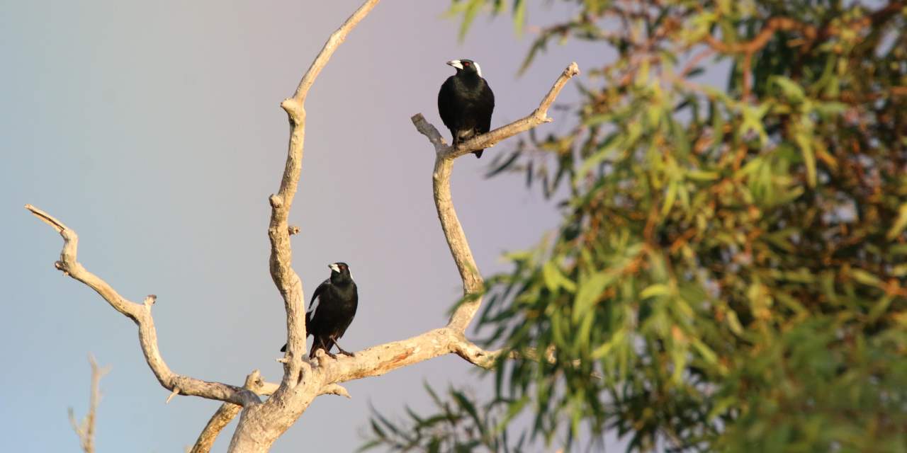 Fauna Aves Australian magpie Gymnorhina tibicen in flight WEB