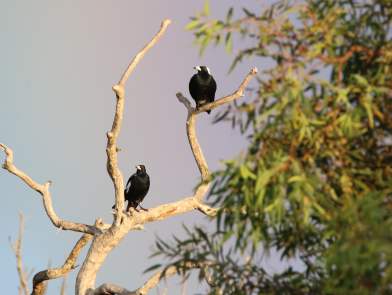 Fauna Aves Australian magpie Gymnorhina tibicen in flight WEB