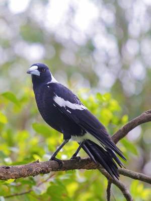 Fauna Aves Australian magpie Gymnorhina tibicen 1200x800 WEB