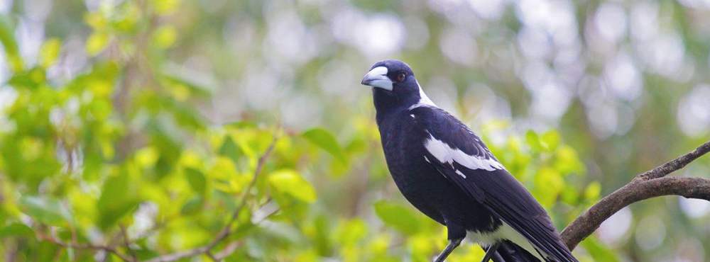 Fauna Aves Australian magpie Gymnorhina tibicen 1200x800 WEB