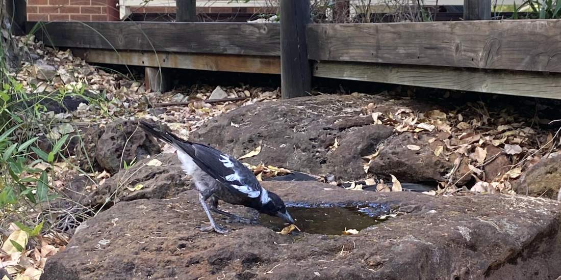 Fauna Aves Australian magpie Gymnorhina tibicen drinking water WEB