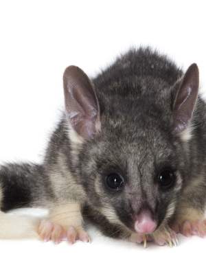 Brush tail possum photo by Houndstooth Studio 02