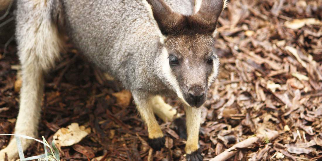 Fauna Mammals Black gloved wallaby Macropus irma 01 WEB