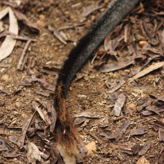Fauna Mammals Black gloved wallaby Macropus irma tail 01 WEB SQ