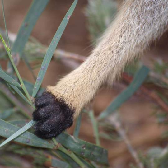 Fauna Mammals Black gloved wallaby Macropus irma paws 01 WEB SQ