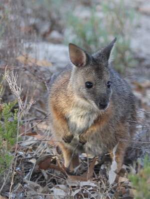 Fauna Mammal Tammar walllaby Macropus eugenii derbianus 01 WEB