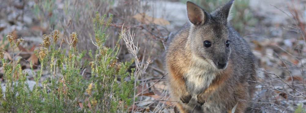 Fauna Mammal Tammar walllaby Macropus eugenii derbianus 01 WEB