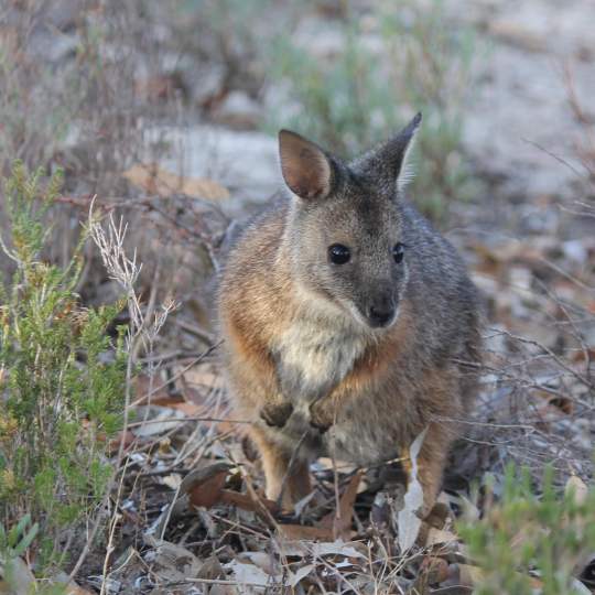 Fauna Mammal Tammar walllaby Macropus eugenii derbianus 01 WEB