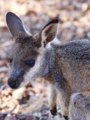 Fauna Mammals Black gloved wallaby Macropus irma 02 WEB