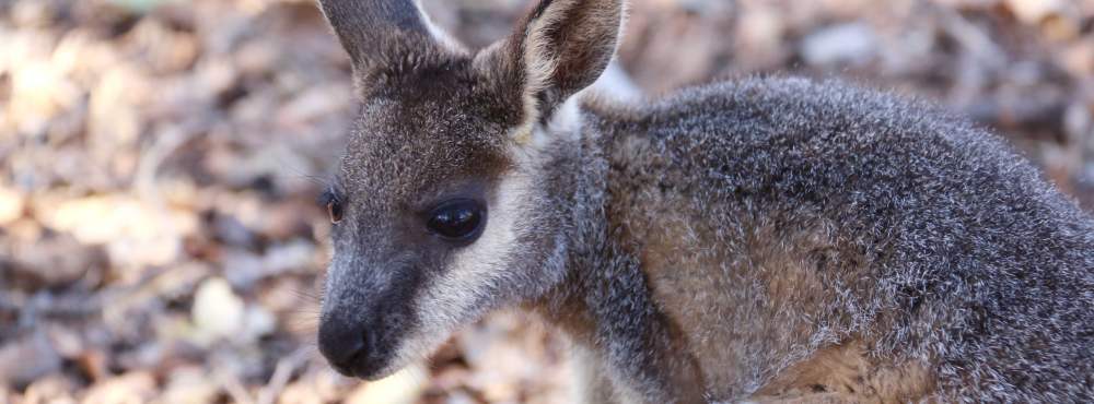 Fauna Mammals Black gloved wallaby Macropus irma 02 WEB