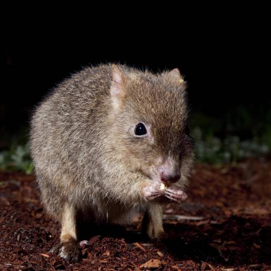 Fauna Mammals Woylie Bettongia penicillata courtesy of Houndstooth Studio 03 WEB SQ