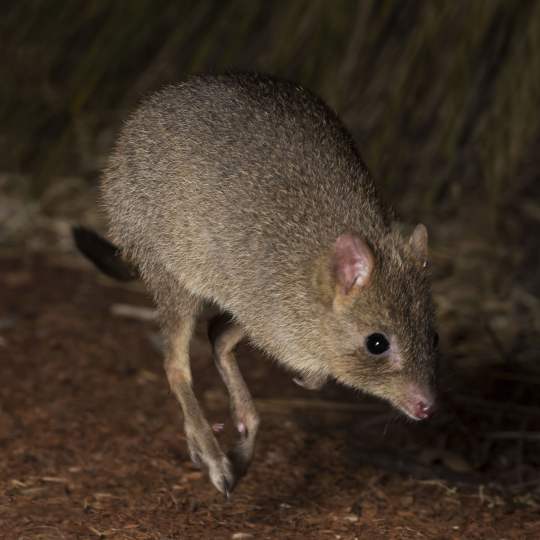 Fauna Mammals Woylie Bettongia penicillata hopping courtesy of Houndstooth Studio 01 WEB SQ2