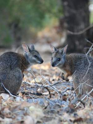 Fauna Mammal Tammar wallaby Macropus eugenii derbianus pair 01 WEB