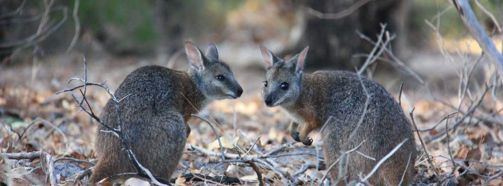 Fauna Mammal Tammar wallaby Macropus eugenii derbianus pair 01 WEB