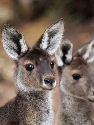 Fauna Mammals Western grey kangaroo Marcopus fuliginosus 01 WEB courtesy of Marc Russo