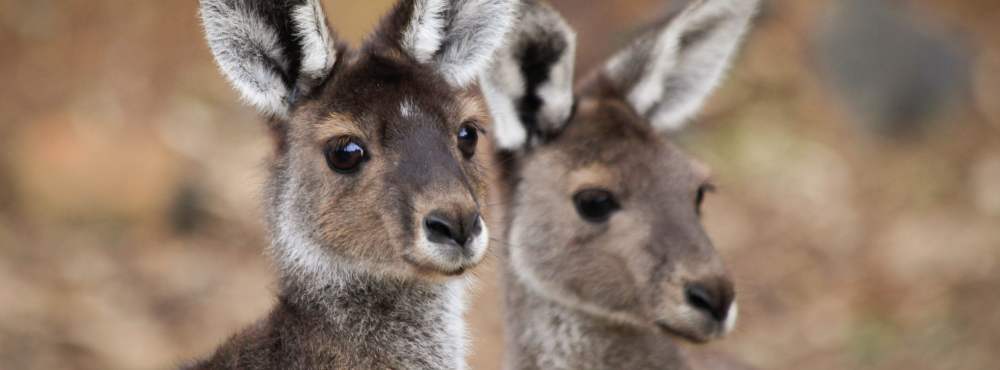 Fauna Mammals Western grey kangaroo Marcopus fuliginosus 01 WEB courtesy of Marc Russo