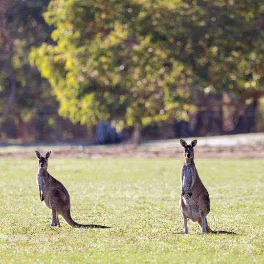 Fauna Mammals Western grey kangaroo Macropus fuliginosus 03 WEB