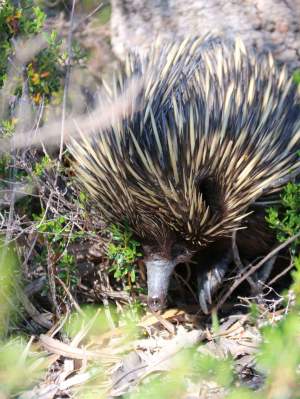 Fauna Mammals short beaked echidna Tachyglossus aculeatus daytime 02 WEB