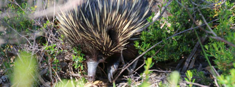 Fauna Mammals short beaked echidna Tachyglossus aculeatus daytime 02 WEB