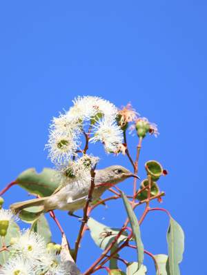 Fauna Aves Brown honeyeater Lichmera indistincta 02 WEB