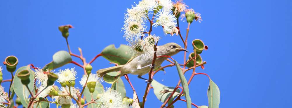 Fauna Aves Brown honeyeater Lichmera indistincta 02 WEB