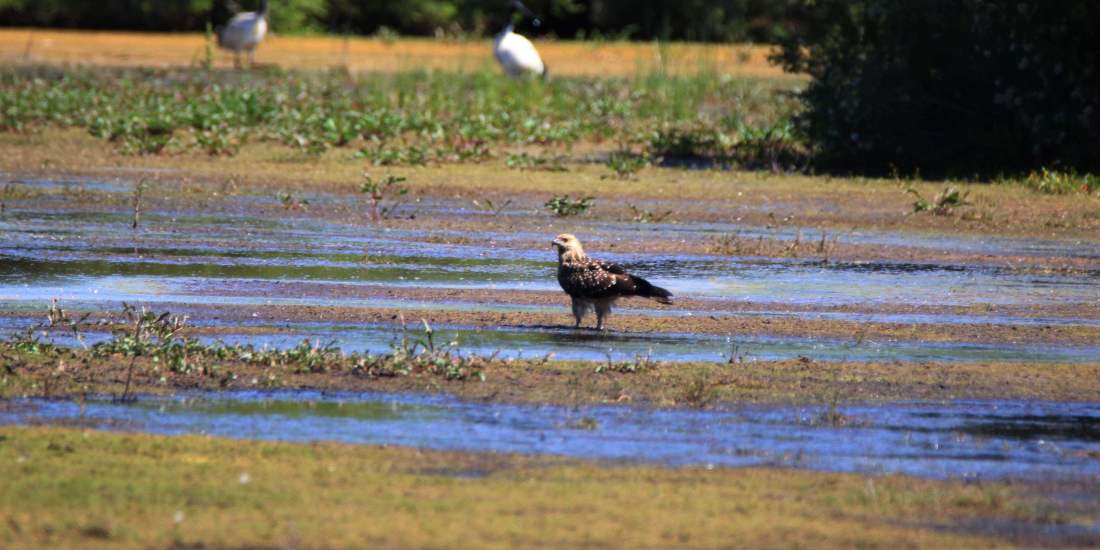 Haliastur sphenurus Whistling kite Horse Swamp 01 WEB