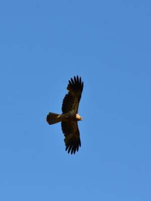 Haliastur sphenurus Whistling kite photo by Peter Melling WEB