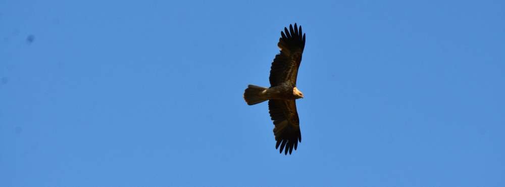 Haliastur sphenurus Whistling kite photo by Peter Melling WEB
