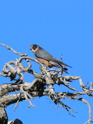 Fauna Aves Australian hobby Falco longipennis 03 WEB