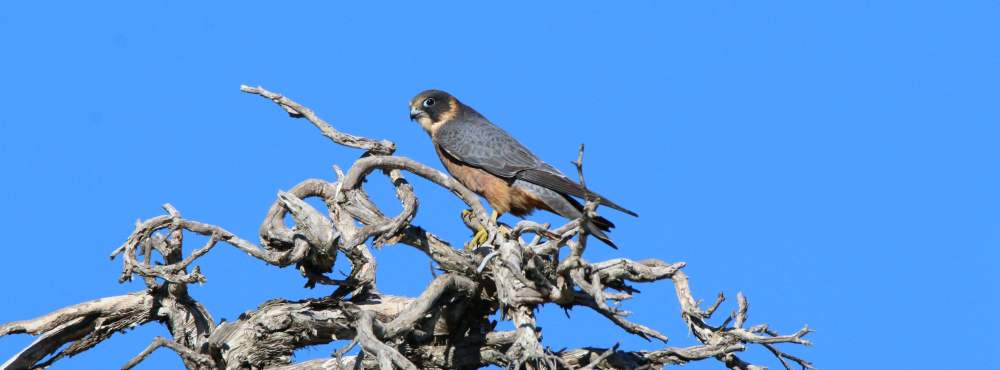 Fauna Aves Australian hobby Falco longipennis 03 WEB