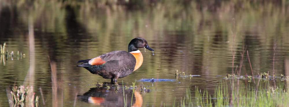 Fauna Aves Australian shelduck Tadorna tadornoides male WEB